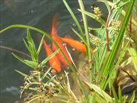 Bildunterschrift f�r Bild 2